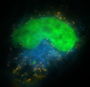 Processed Microscopy Image - After